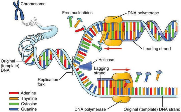 4. Có thể dẫn đến bệnh di truyền. Một số đột biến gene có thể gây ra các bệnh di truyền như bệnh xơ nang, loạn dưỡng cơ Duchenne hoặc bệnh hồng cầu hình liềm. Ảnh: Pinterest.