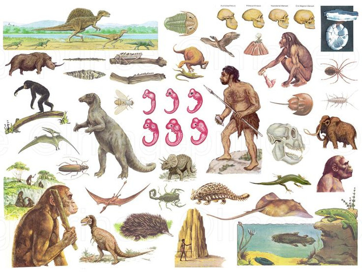 6. Có thể xảy ra ở bất kỳ loài sinh vật nào. Đột biến gene không chỉ xảy ra ở con người mà còn xuất hiện ở động vật, thực vật, vi khuẩn và thậm chí cả virus, góp phần tạo ra sự thích nghi và biến đổi của các loài. Ảnh: Pinterest.