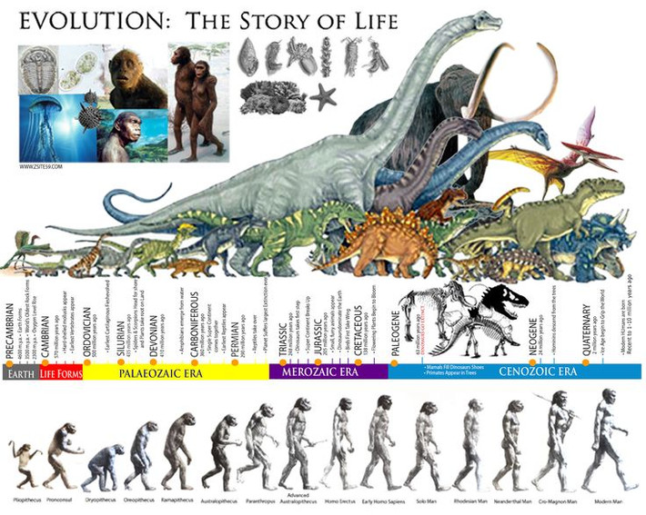 5. Là cơ sở của tiến hóa. Theo thuyết tiến hóa của Darwin, đột biến gene kết hợp với chọn lọc tự nhiên đã giúp hình thành nên sự đa dạng sinh học trên Trái Đất ngày nay. Ảnh: Pinterest.
