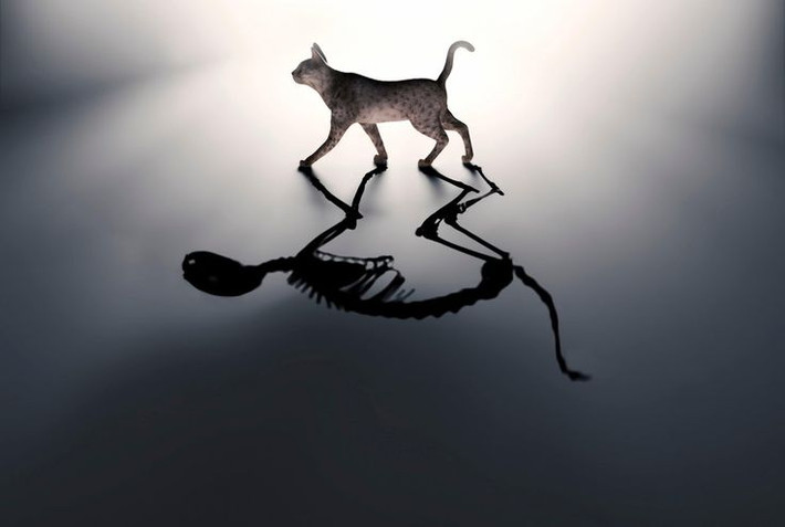 1. Không phải một thí nghiệm thực tế. Con mèo Schrödinger chỉ là một thí nghiệm giả tưởng do nhà vật lý Erwin Schrödinger đề xuất vào năm 1935 để giải thích sự kỳ lạ của cơ học lượng tử, chứ không phải một thí nghiệm thực tế. Ảnh: Pinterest.