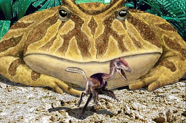 3. Từng sống cùng khủng long. Beelzebufo tồn tại vào khoảng 70 triệu năm trước, trong thời kỳ khủng long vẫn còn thống trị Trái Đất. Đây là một loài lưỡng cư đặc biệt có khả năng thích nghi với môi trường khắc nghiệt. Ảnh: Pinterest.