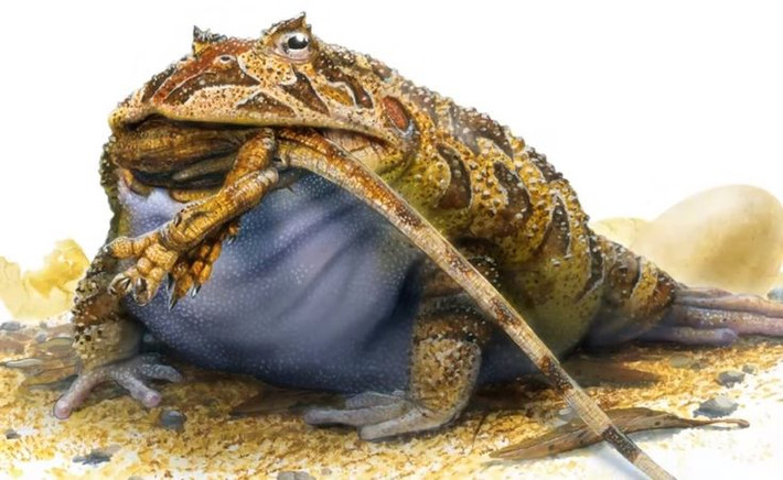 4. Có lực cắn cực mạnh. Các nhà khoa học ước tính rằng Beelzebufo có thể tạo ra lực cắn lên tới 2.200 Newton, mạnh tương đương với một con sói hoặc hổ. Ảnh: Pinterest.