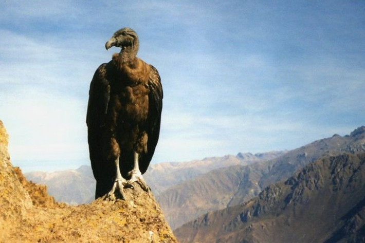 6. Đây là nơi sinh sống của loài kền kền Andean khổng lồ. Colca Canyon là một trong những địa điểm tốt nhất để quan sát loài kền kền Andean, loài chim bay lớn nhất thế giới với sải cánh lên đến 3,2m, biểu tượng của dãy Andes. Ảnh: Pinterest.