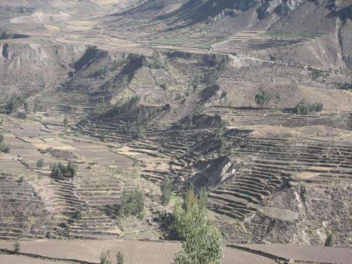 4. Colca Canyon có những ruộng bậc thang cổ đại tuyệt đẹp. Những ruộng bậc thang do người Collagua xây dựng không chỉ là công trình nông nghiệp mà còn giúp ngăn xói mòn đất, tạo nên cảnh quan ấn tượng hòa hợp với thiên nhiên. Ảnh: karikuy.com.