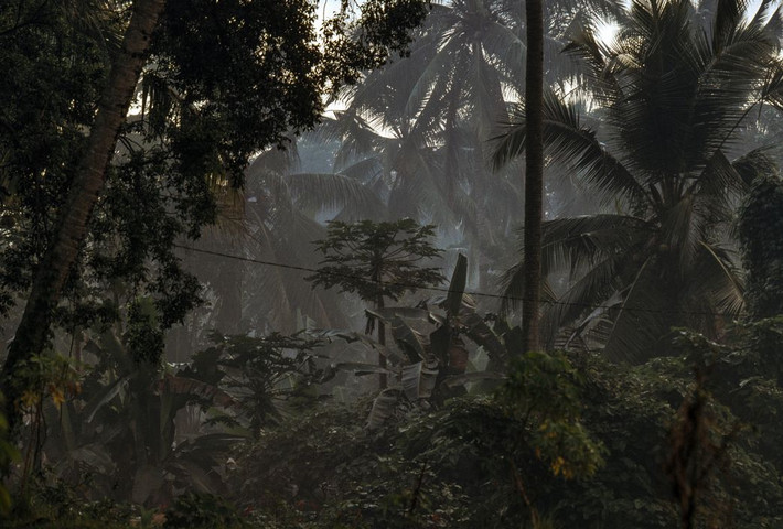 Rừng rậm nhiệt đới ở đảo Bali. Ảnh: Peter Marlow/ Magnum Photos.