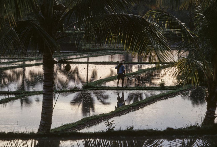 Trên một ruộng lúa nước ở Ubud, đảo Bali, Indonesia năm 1993. Ảnh: Peter Marlow/ Magnum Photos.