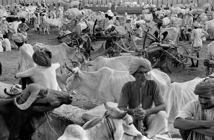 Nông dân ở Jaipur chờ đợi thành phố mở cửa cổng thành để di chuyển vào bên trong. Thành phố này được bao bọc bởi một tường thành có từ thế kỷ 18. Ảnh: Henri Cartier-Bresson.
