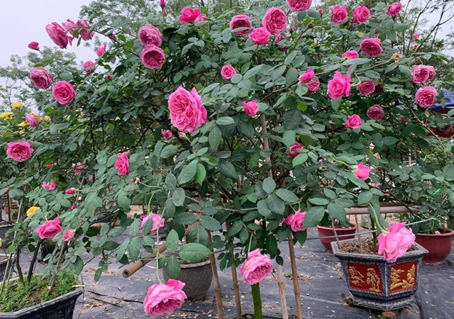Khi cắt, bạn nên chọn các cành mới phát triển trong năm nay, tránh chọn cành quá già. Mỗi đoạn cành nên cắt tầm 10cm, trên cành nên có ít nhất 1-2 chồi và lá.