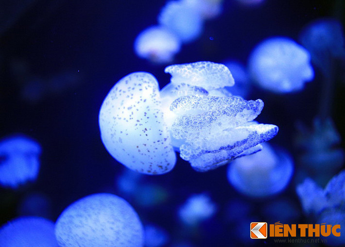 Bên cạnh sự kì lạ, vẻ đẹp của nhiều loài sinh vật cũng khiến người xem ngây ngất. Trong ảnh là sứa mặt trăng (Aurelia aurita), loài sứa thường tại thành đàn khổng lồ kỳ ảo trôi giạt trong các đại dương.