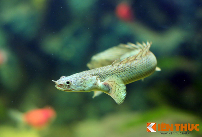 Khủng long hoàng đế (Polypterus ornatipinnis) đến từ châu Phi là loài cá cảnh được dân chơi Việt ưa chuộng vì vẻ hoang dã đầy ấn tượng. Chúng cũng là một trong những loài cá hiếm hoi có cặp phổi nguyên thủy, giúp chúng sống được trên cạn một thời gian dài.