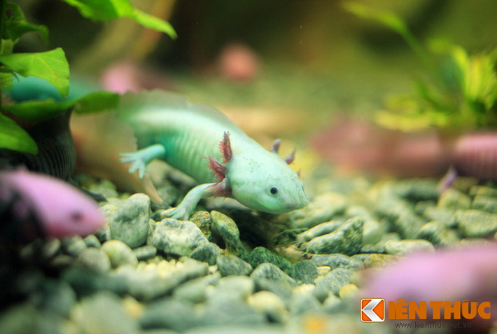 Axolotl sinh sống chủ yếu dưới nước và hô hấp nhờ vào 6 chiếc mang mọc hai bên cổ. Chúng nổi tiếng với khả năng tái tạo các chi khi bị cắt đứt. Một đặc điểm lạ nữa là chúng giữ lại hầu hết các đặc điểm của giai đoạn ấu trùng nòng nọc (có mang ngoài, vây lưng), ngay cả khi đã trưởng thành và có khả năng sinh sản.