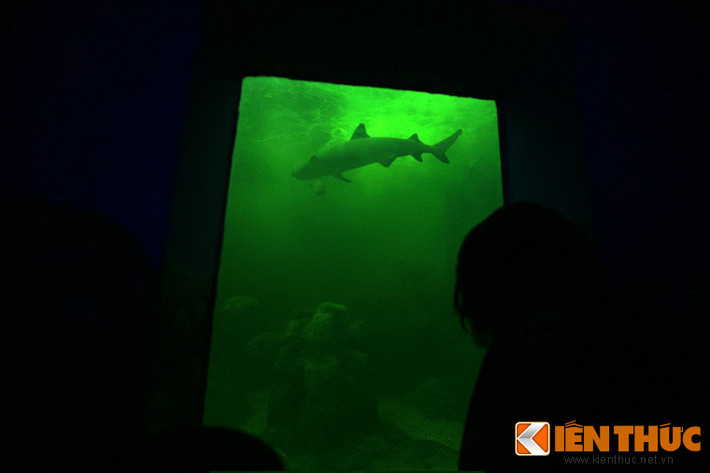 Cá mập trắng lớn (Carcharodon carcharias) cũng có mặt. Đây là loài cá ăn thịt lớn nhất thế giới với chiều dài khi trưởng thành là 6m, nặng hơn 2 tấn. Dù vậy, những chú cá mập trắng hiện diện ở Hà Nội chỉ có kích cỡ "baby".