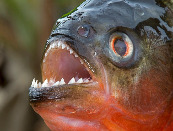 Cá Piranha (còn gọi là cá hổ, cá cọp, cá răng đao), là loài cá nước ngọt thuộc họ Hồng nhung Characidae, kích thước khoảng 15-26cm, sống thành từng đàn. Thức ăn của chúng là các loại thịt động vật, cá nhỏ, thậm chí cả thịt người. Loài cá này có thể tấn công bất cứ người nào nếu rơi vào đàn của chúng
