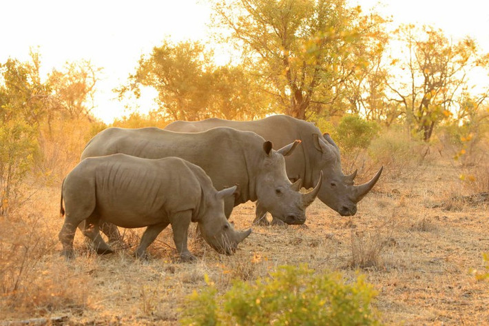Gia đình tê giác trắng đi dạo cùng nhau trong buổi hoàng hôn ở Nambia.