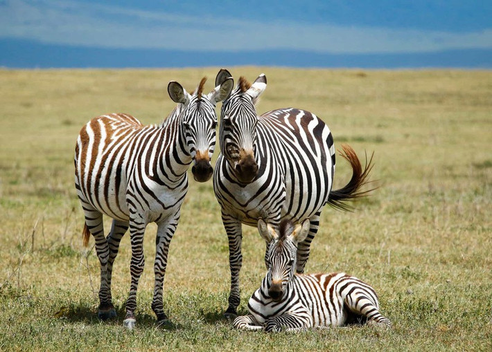 #Bức ảnh chân dung gia đình tuyệt đẹp của những chú ngựa vằn ở Khu Bảo tồn Ngorongoro, Tanzania.