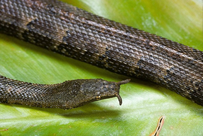 Phân bố rộng ở miền Nam Việt Nam, rắn râu (Erpeton tentaculatum) được coi là một trong những loài rắn kì dị nhất trên thế giới. Ảnh: BBC Wildlife Magazine.