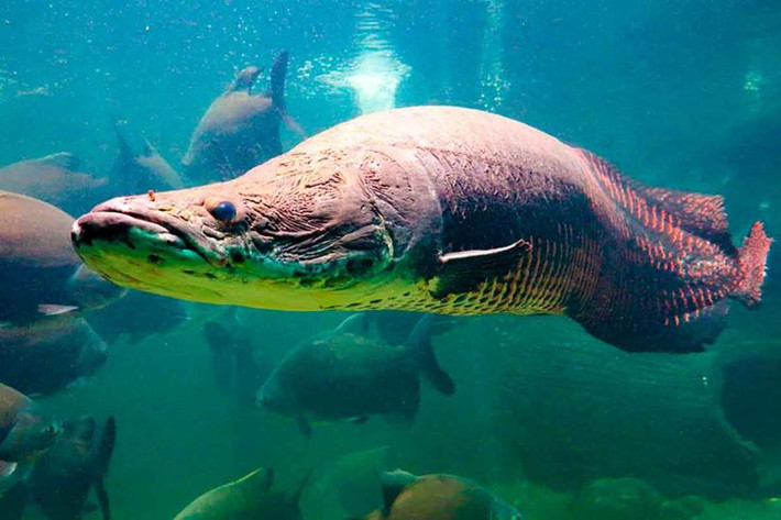 Một con cá trưởng thành cực đại có thể dài trên 3m và nặng 300kg. Với kích cỡ đồ sộ như vậy, loài cá này được mệnh danh là “thủy quái sông Amazon”.