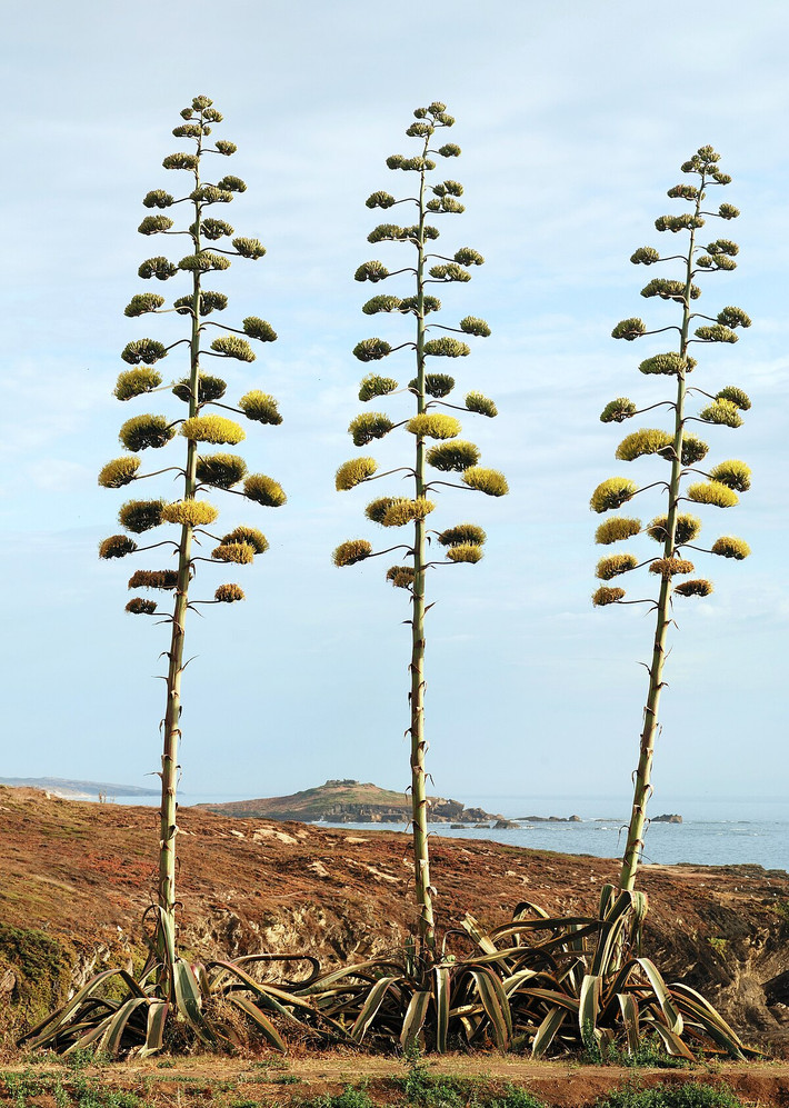 Thùa Mỹ (Agave americana) cao 8 mét, là thực vật bản địa ở Mexico và Tây Nam nước Mỹ. Loài cây mọng nước này chỉ nở hoa một lần sau nhiều năm, rồi chết đi.
