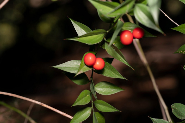 Ruscus aculeatus cao 1 mét, phân bố ở châu Âu. Hoa và quả của loài cây này mọc trực tiếp từ "lá" - thực chất là cuống biến thái.