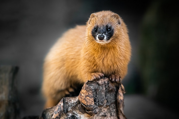 Triết Siberia (Mustela sibirica). Kích thước: Chiều dài đầu và thân 27-30 cm. Khu vực phân bố: Có thể có ở miền Bắc Việt Nam (chưa được ghi nhận chính thức).