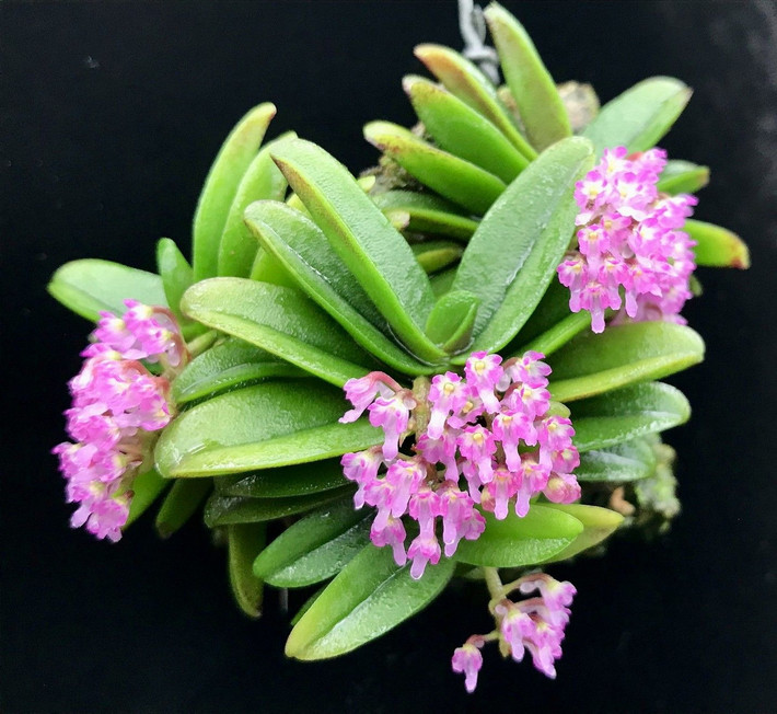 Loài cây này có thân dài 1 cm, lá thuôn xếp 2 dãy sát nhau, dài 10 cm, rộng 1 cm. Ảnh: Ivaylo Zaykov.