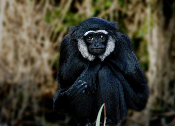 Vượn tay đen (Hylobates agilis) dài 45-64, sống ở Thái Lan, Indonesia và Malaysia. Mặc dù có màu lông đa dạng (xám, nâu, đen), tất cả vượn tay đen đều có lông mày trắng. Riêng con đực của loài vượn này còn có má trắng.