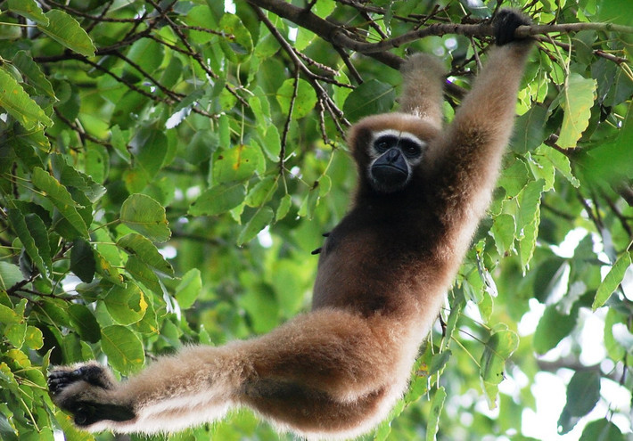 Vượn mày trắng (Bunopithecus hoolock) dài 45-64 cm, phân bố ở Trung Quốc, Đông Bắc Ấn Độ và Tây Bắc Myanmar. Các con đực của loài vượn này có màu đen, còn con cái lại có màu nâu vàng nhạt và hai má nâu sẫm.