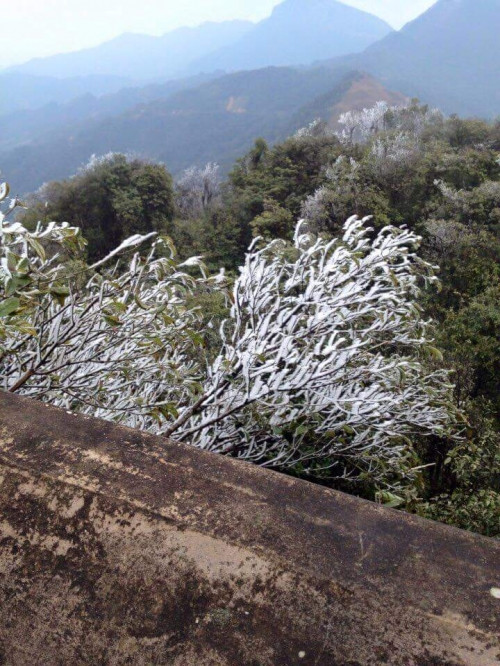 Nhiều hình ảnh về tuyết rơi ở Việt Nam đang được chia sẻ trên mạng xã hội. Trong ảnh là tuyết rơi ở Mẫu Sơn, Lạng Sơn, đăng tải trên Facebook Bọ Nẹt.