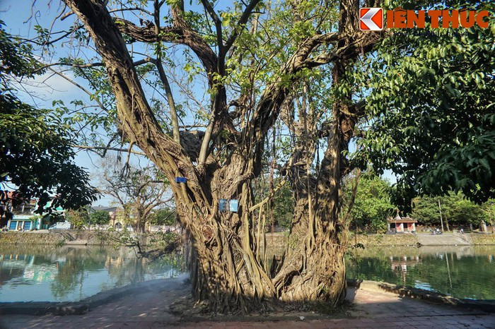 Đi qua các con đường này, nhiều du khách sẽ không khỏi ngỡ ngàng trước sự hiện diện với mật độ khá dày đặc của hàng chục cây cổ thụ nằm dọc theo phần vỉa hè tiếp giáp bờ sông.