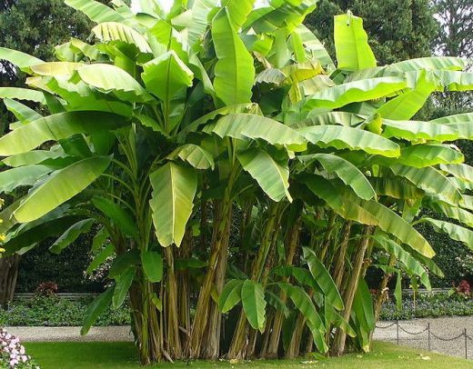 Theo nhà nghiên cứu Lương Đức Hiển (Bảo tàng Dân tộc học Việt Nam), trong các sản phẩm từ nghề dệt vải của người Việt xưa, có một sản phẩm rất quý giá, được giới vua chúa, quan lại Trung Hoa đánh giá rất cao, đó là vải tơ chuối – loại vải dệt từ sợi của thân cây chuối.