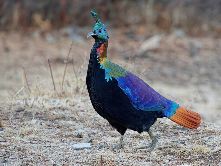 Sinh sống ở độ cao 2.100–4.500 mét trên dãy Himalaya, trĩ Himalaya (Lophophorus impejanus) được coi là loài chim đẹp nhất khu vực được mệnh danh là "nóc nhà của thế giới". Ảnh: eBird.