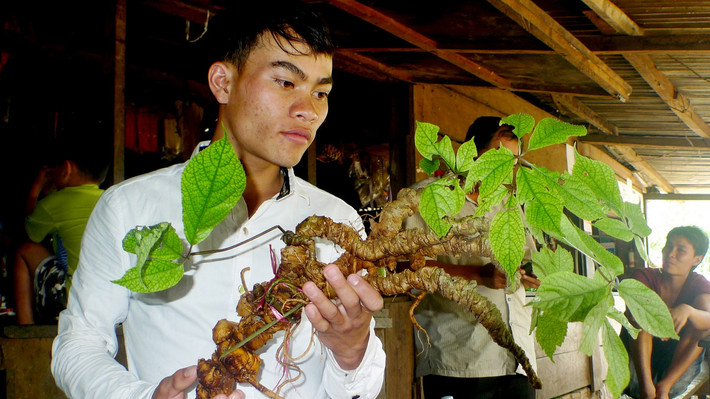 Theo các nhà nghiên cứu, sâm Ngọc Linh là một loài cây dược liệu quý của Việt Nam. Thân rễ (củ) cây được dùng làm thuốc, có tác dụng tăng lực, điều hoà huyết áp, an thần. Lá và nụ hoa làm trà uống kích thích tiêu hoá, an thần. Ảnh: Hoàng Thọ / Thanh Niên Online.