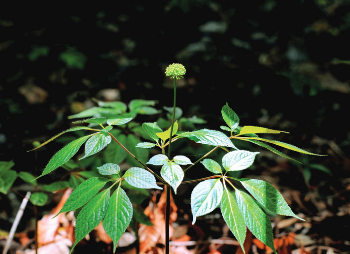 Mọc trên các dãy núi hiểm trở, sâm Ngọc Linh (Panax vietnamensis) là một loài cây dược liệu quý của Việt Nam, được thế giới biết đến rộng rãi với tên gọi "nhân sâm Việt Nam" (Vietnamese ginseng). Ảnh: Tạp chí Du lịch.