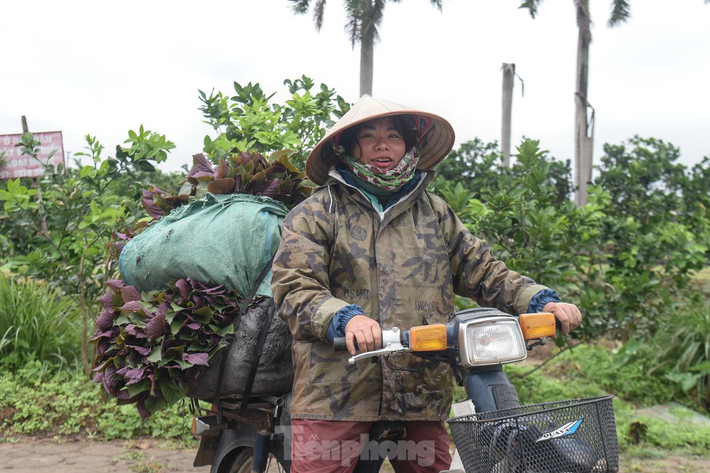 Cô Lê Thị Xuyến (Bắc Từ Liêm, Hà Nội) vẫn ra vườn hái tía tô ngày hôm nay. "Nhiều vườn cây chết vì diễn biến thất thường của khí hậu", cô Xuyên nói.