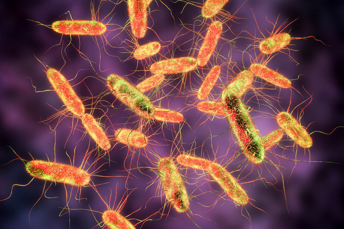 Một dạng salmonella tương tự đã được tìm thấy trong phần còn lại của những người châu Âu đầu tiên sống ở Na Uy, do đó, các học giả cho rằng Cocoliztli là một biến thể của bệnh thương do người châu Âu mang đến Trung Mỹ.