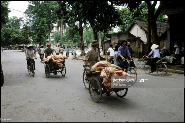 Xích lô chở lợn trên đường phố Hà Nội, 24/5/1983.