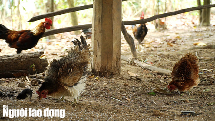 Gà lông ngược khá nhỏ, nhẹ. Con lớn nhất chỉ khoảng 1,5 kg. Gà nhỏ được bán với giá 600.000 đồng, gà trưởng thành được bán khoảng 2 triệu đồng/cặp. (Ảnh: Người lao động)
