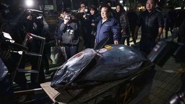 Trong phiên đấu giá diễn ra ở chợ cá Toyosu ở Tokyo hồi đầu năm 2019, một con cá ngừ nặng 278kg được bán với giá 3,1 triệu USD (~72 tỷ đồng).