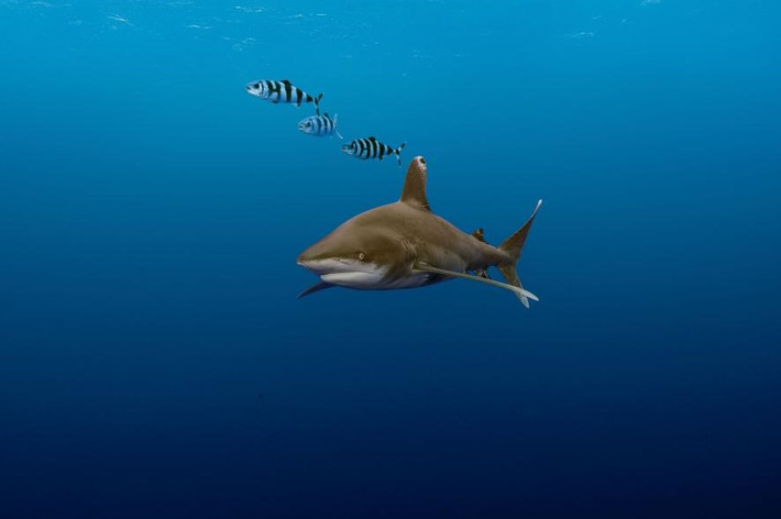 Cá mập đầu trắng và 3 con cá thuyền (Pilot fish) bơi cạnh nhau là một cảnh tượng khó để chụp lại. Việc đánh bắt tràn lan đã khiến số lượng cá mập đầu trắng sụt giảm đáng kể.