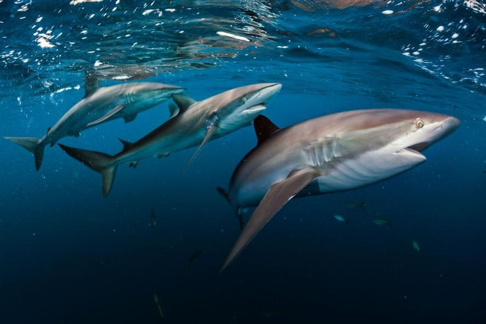 Bộ ba cá mập bơi lội trong khu vực biển Caribbean, ngoài khơi Cuba. Nơi đây có những rạn san hô lớn, là môi trường sống thích hợp cho các loài động vật săn mồi với nguồn thức ăn phong phú.