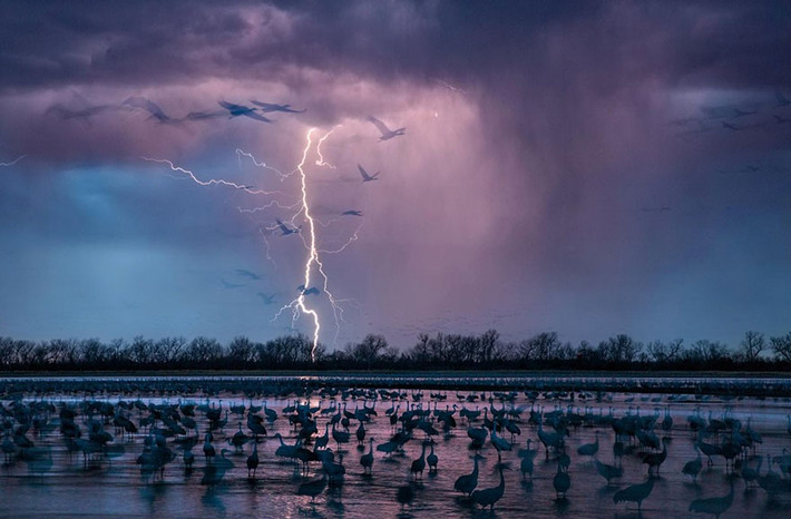 Sét thắp sáng bầu trời đêm gần Wood River, Nebraska, Mỹ. Hơn 400.000 con sếu đồi cát hạ cánh xuống sông Platte trên đường di cư.