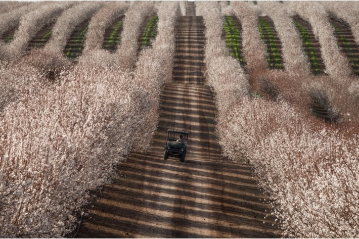 Xe kéo giữa những cánh đồng hạnh nhân, California, Mỹ. Ảnh: Robert Holmes.