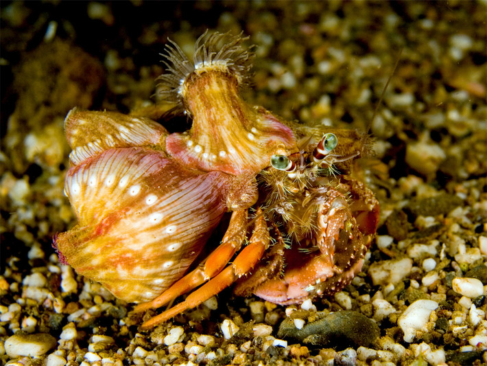 Cua ký cư hải quỳ (Dadanus pedunculatus) dài 6-10 cm, sống ở rạn san hô Ấn Độ Dương - Thái Bình Dương. Loài này luôn cõng hải quỳ Calliactis trên vỏ. Hải quỳ cùng chia sẻ thức ăn với cua và tạo thành lớp ngụy trang bảo vệ cua.