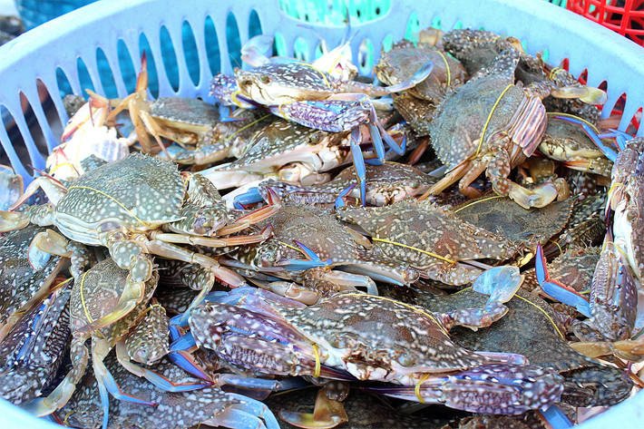 Ghẹ xanh (Portunus pelagicus) dài 5-7 cm, ưa thích các bờ biển cát hay bùn khu vực Ấn Độ Dương - Thái Bình Dương. Giống như các họ hàng, loài cua bơi này săn mồi là động vật không xương sống khác. Con non của chúng sống ở vùng gian triều.