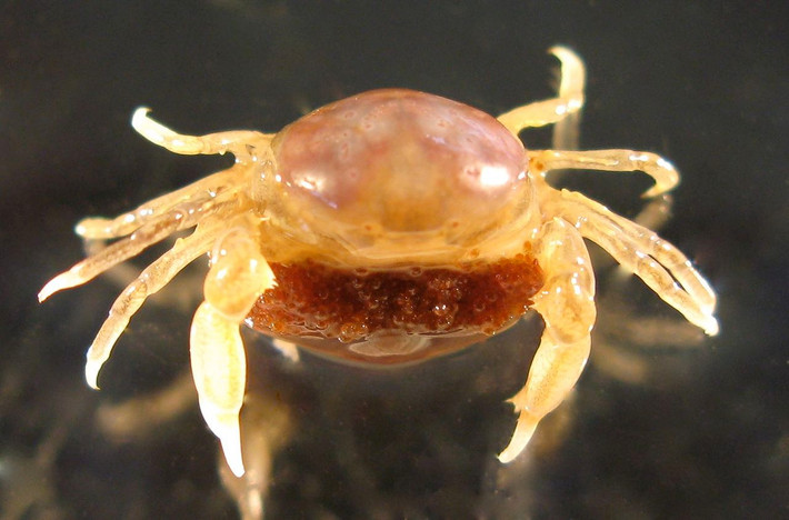 Cua hạt đậu (Pinnotheres sp.) dài 8-12 mm, phân bố ở Ấn Độ Dương - Thái Bình Dương. Các loài cua nhỏ bé này sống trọn vòng đời trên hay trong cơ thể các động vật không xương sống khác, như san hô.