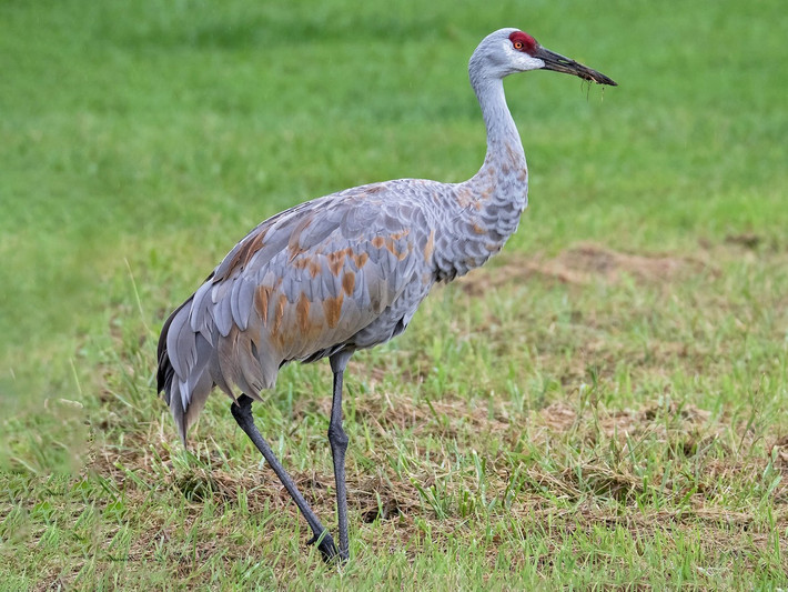 Sếu đồi cát (Grus canadensis) dài 1,1-1,2 mét, phân bố từ Bắc Mỹ tới Siberia. Vào mùa đông chúng di trú theo nhóm gia đình về hướng Nam, đến tận Mexico.