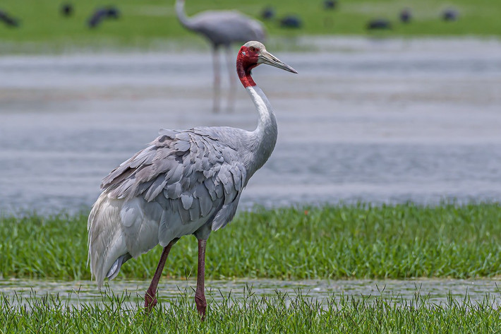 Sếu Sarus (Grus antigone) dài 1,2-1,4 mét, là loài sếu không trú đông, phân bố từ tiểu lục địa Ấn Độ, Đông Nam Á đến Australia. Khi đứng thẳng loài này cao đến 1,8 mét, cao nhất trong các loài chim bay được. Sếu đầu đỏ quý hiếm của Việt Nam là một phân loài của chúng (Grus antigone sharpii).