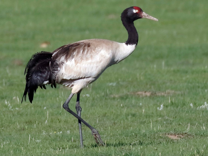 Sếu cổ đen (Grus nigricollis) dài 1,1-1,4 mét, sinh sản ở cao nguyên Tây Tạng và trú đông chủ yếu ở Ấn Độ và Bhutan. Màu sắc của chúng có phần tương phản với sếu mũ trùm với đầu và cổ màu đen, thân màu sáng hơn.