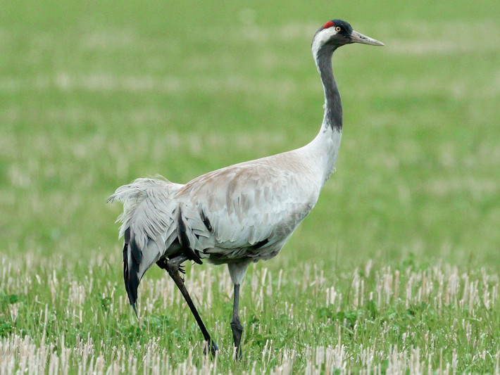 Sếu xám tro (Grus grus) dài 1,1-1,2 mét, sinh sản ở lục địa Á - Âu, di trú đến Bắc Phi và Nam Á. Loài này thường được nhìn thấy ở các đầm lầy, bãi hoang và lãnh nguyên. Chúng bay theo đội hình chữ V khi di trú.