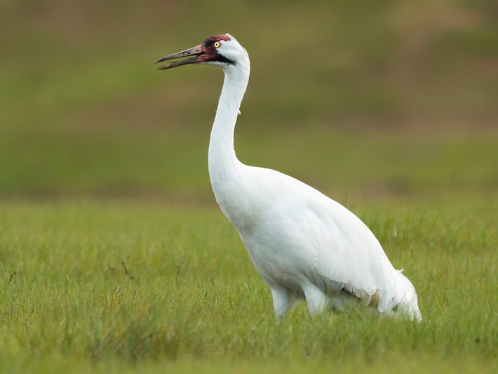 Sếu Mỹ (Grus americana) dài 1-1,3 mét, phân bố ở Bắc Mỹ. Loài sếu nguy cấp này chỉ còn vài trăm cá thể sinh sống trong điều kiện hoang dã.